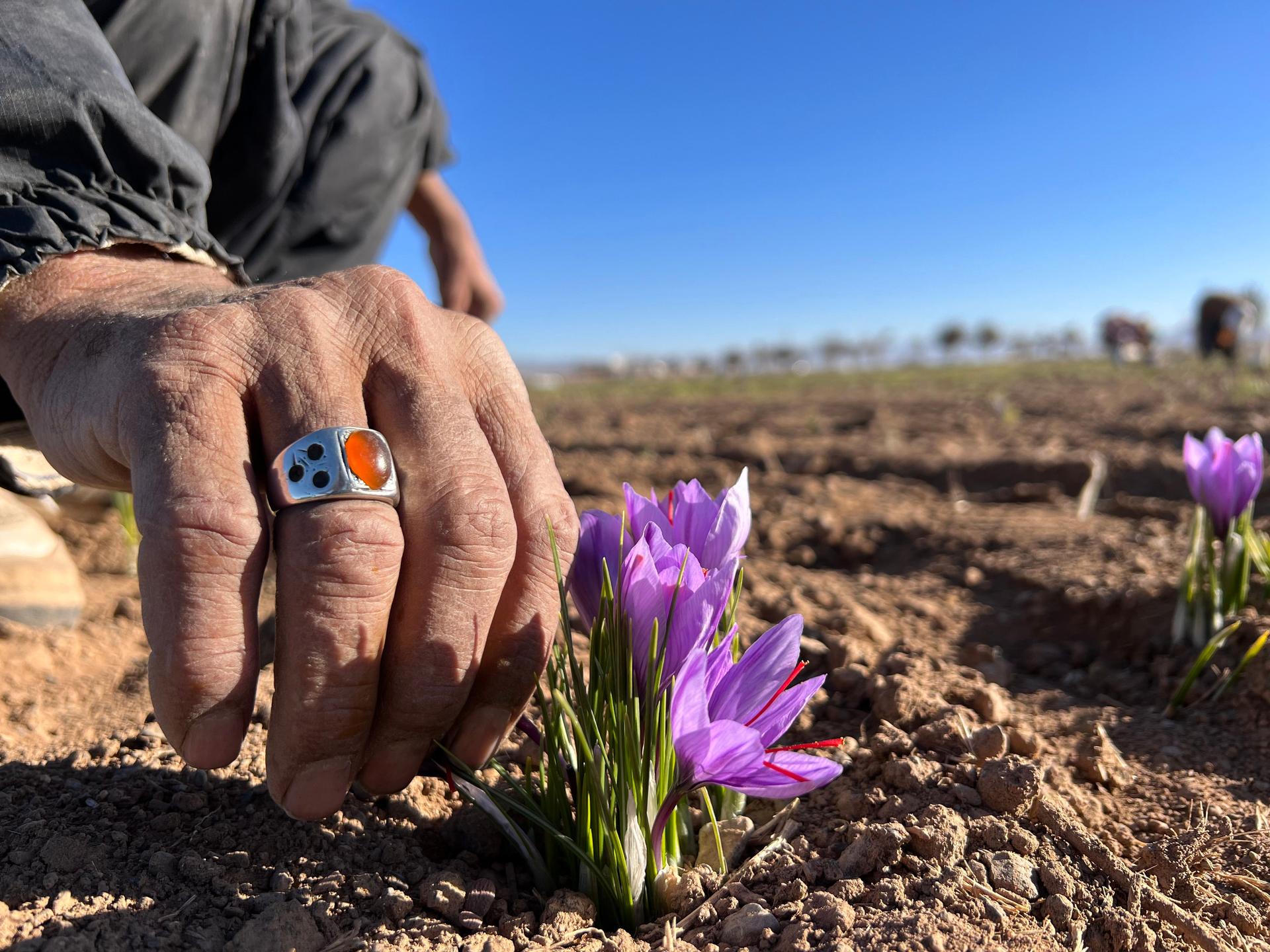 Saffron harvest, picking beautiful purple saffron flower by local man