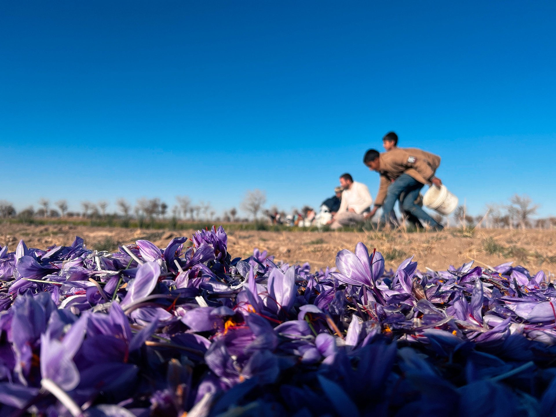 A mountain of beautiful saffron flowers and farmers while picking saffron