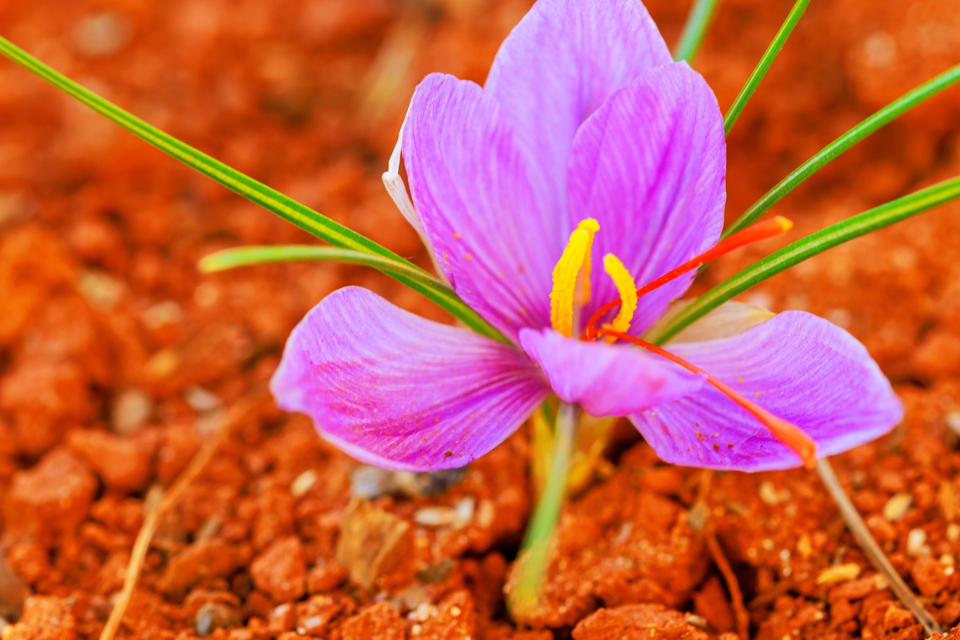 Saffron flowers bloom in rich, red soil, providing source of a world most expensive spice