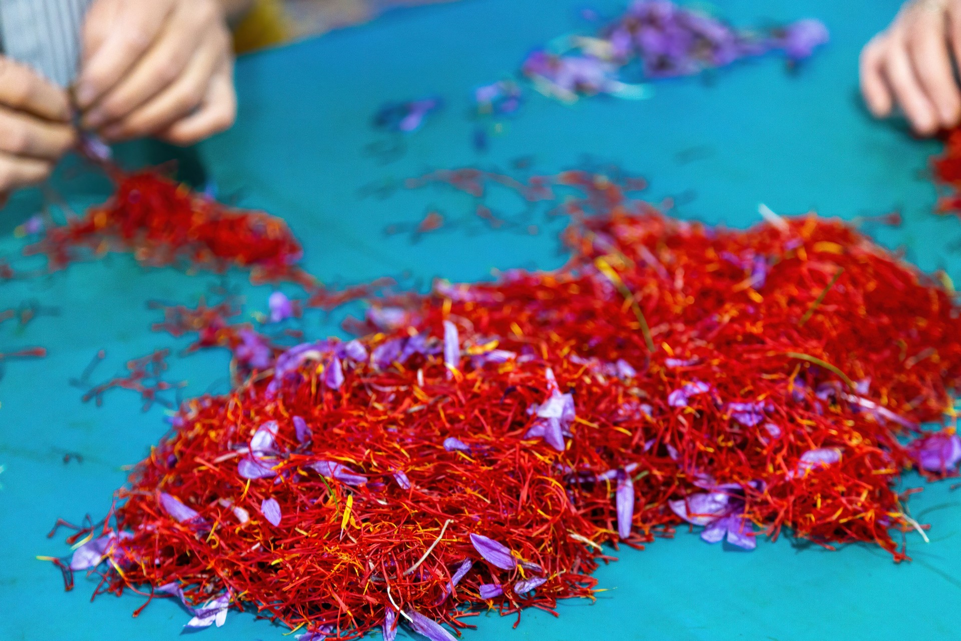 Saffron process, flower stamens and petals pile close up, hands separate crocus threads
