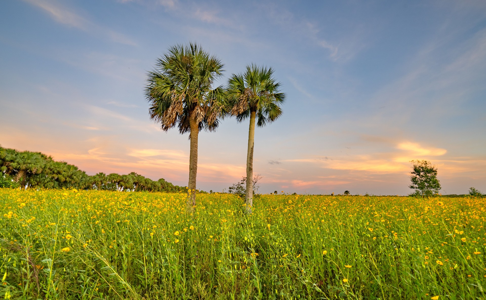 Vibrant Sunset Over a Field of Wild Sunflower Wildflowers in Central Florida Woodlands of Lake Jesup Conservation Area by Orlando